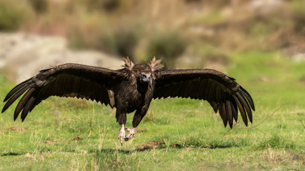 vulture stock photo