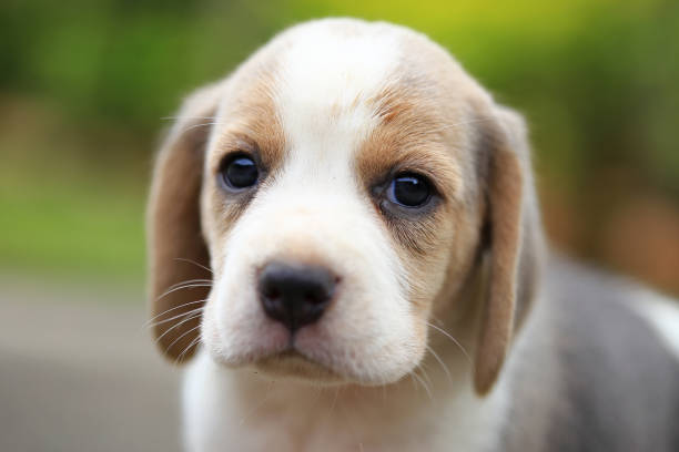 istock purebred beagle puppy is learning the world in first time 639960188