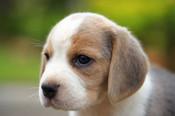istock purebred beagle puppy is learning the world in first time 639960258