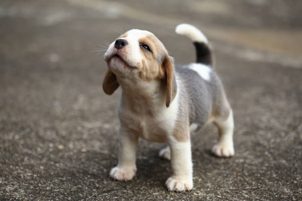 reinrassiger beagle welpe lernt die welt zum ersten mal - welpe stock-fotos und bilder