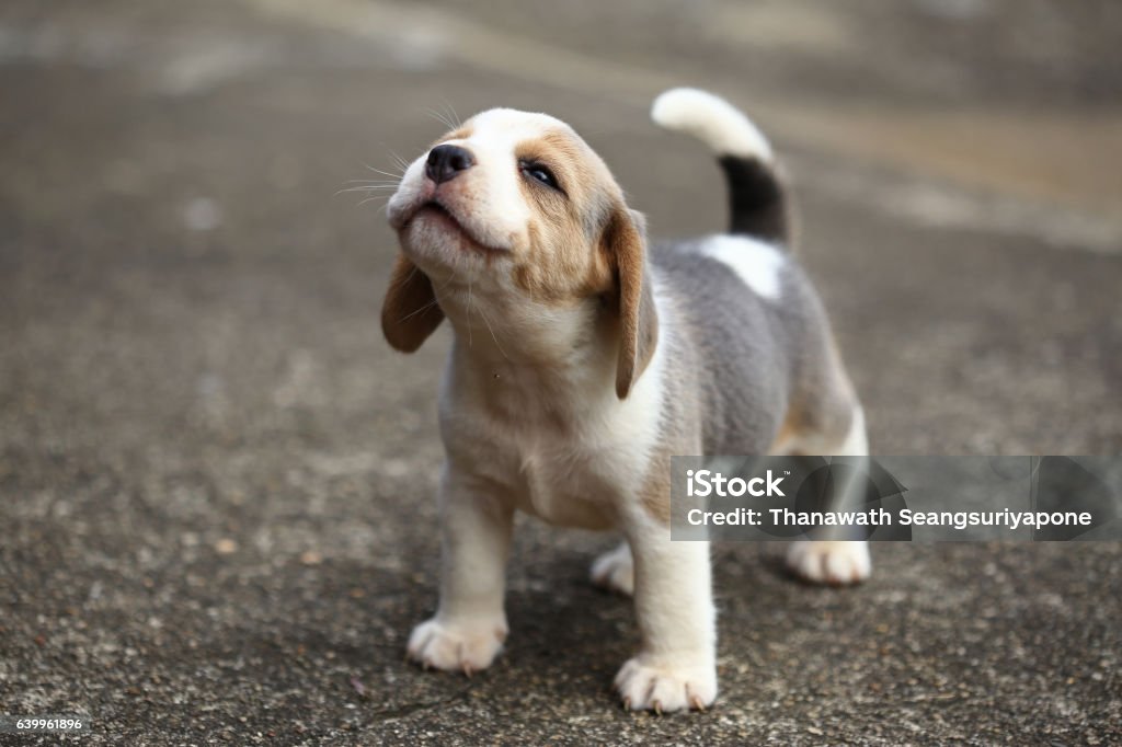 purebred beagle puppy is learning the world in first time Puppy Stock Photo