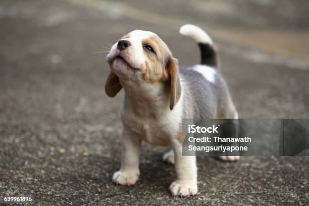 Purebred Beagle Puppy Is Learning The World In First Time Stock Photo - Download Image Now
