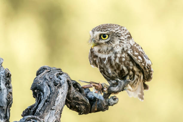 owl stock photo