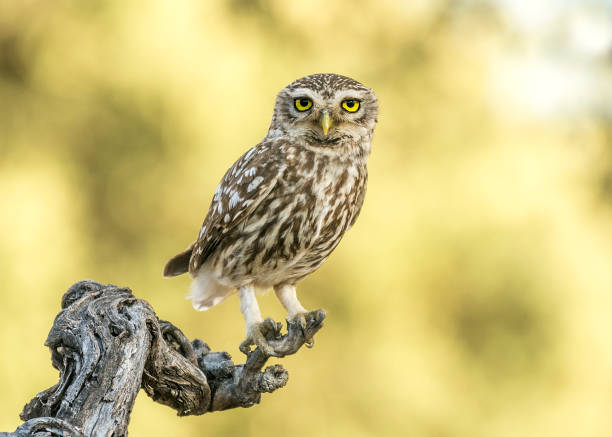 owl stock photo