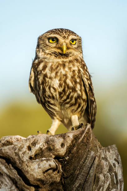 owl stock photo