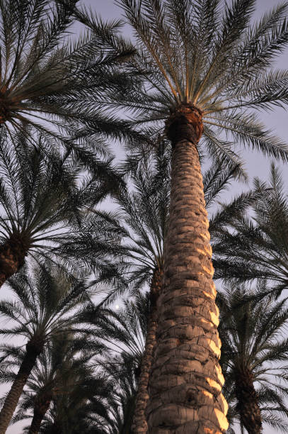 Palm Trees at dusk stock photo