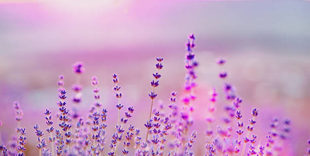 istock Lavender bushes closeup on sunset. 639962994