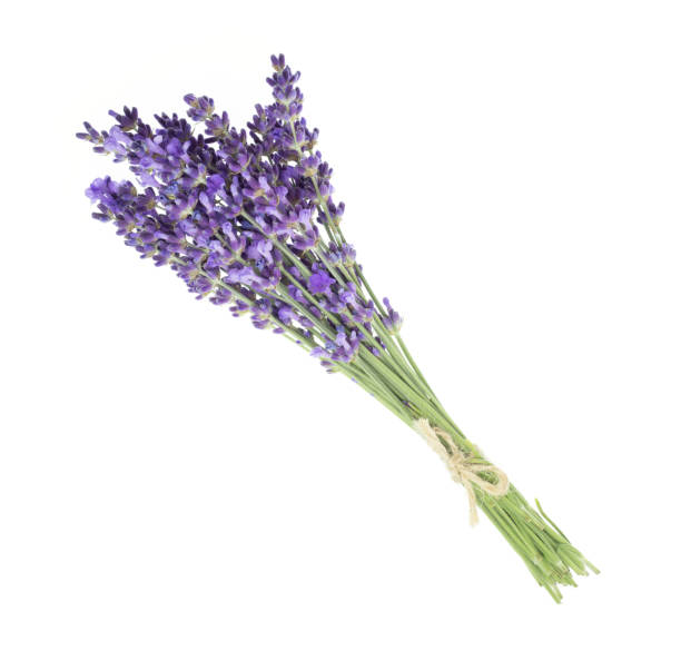 istock Lavender flowers in closeup. 639963076