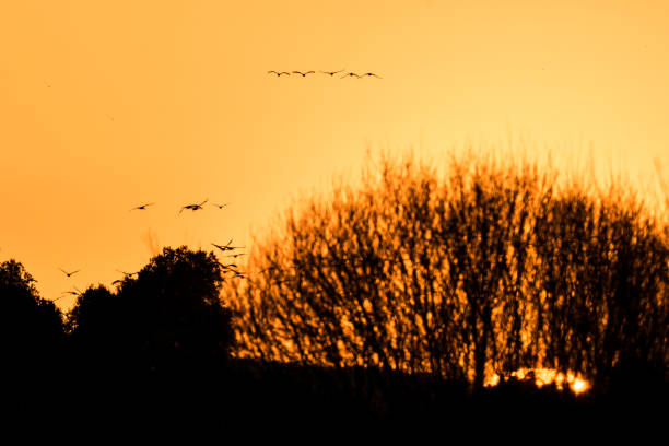 grus sunset stock photo