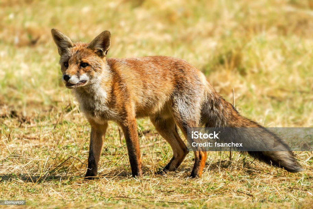 fox fox, vulpes vulpes Animal Stock Photo