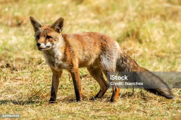 Fox Stock Photo - Download Image Now - Animal, Animal Wildlife, Animals Hunting