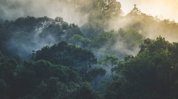 istock Landscape of Tropical rain forest, Asia 639965530