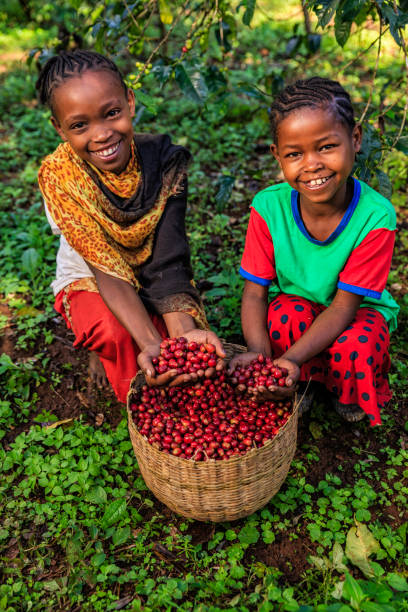 갓 수확 한 커피 체리, 아프리카와 함께 노는 어린 아프리카 소녀 - africa child ethiopian culture people 뉴스 사진 이미지