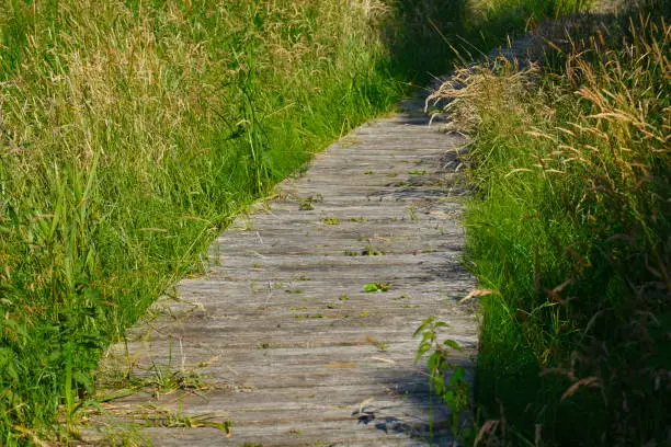 Wooden path with meadow and wooden boards, Germany