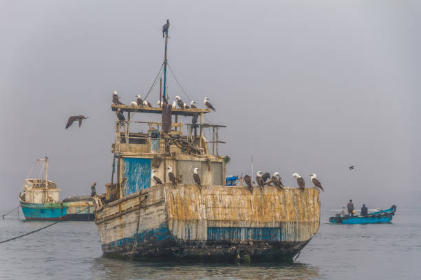 peru, paracas, wyspy ballestas. biards na starej łodzi. - ice fishing zdjęcia i obrazy z banku zdjęć