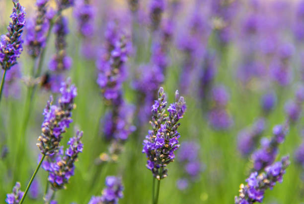 istock Lavender flowers close up 639970386
