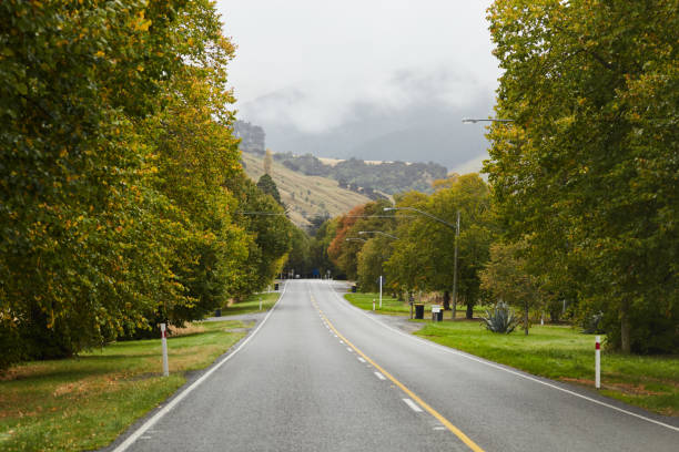 istock Straight road lined with lush green trees leading to Akaroa 639970756