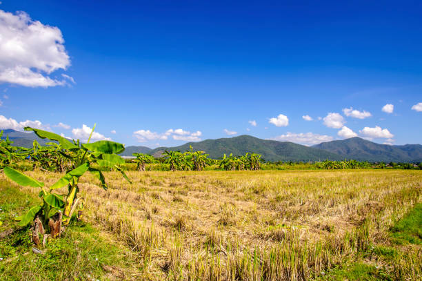 istock Stubble of rice after harvest with mountains background 639972034