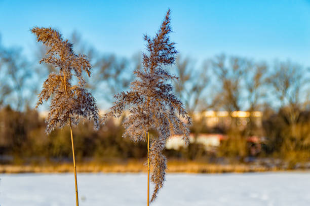 istock Reeds in winter in Ilmenau, Thuringia on the Lake 639972036