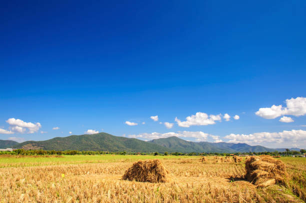 istock Stubble of rice after harvest with mountains background 639972254