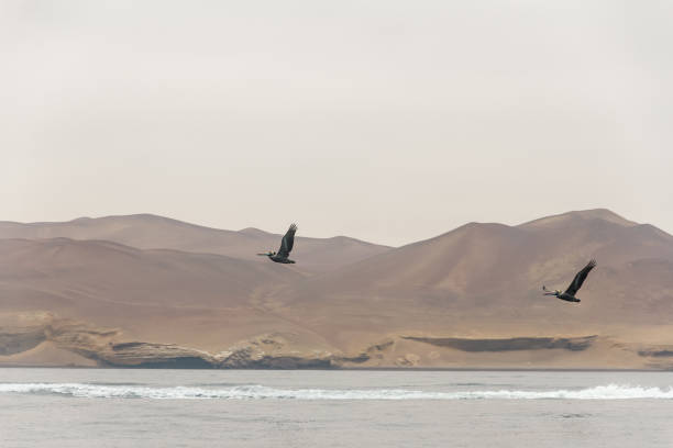 Peru, Paracas, Ballestas Islands. Two pelicans are flying by.