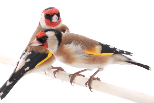 two goldfinchs male and female