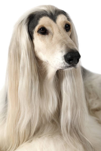 istock Portrait of Afghan hound dog 639972992