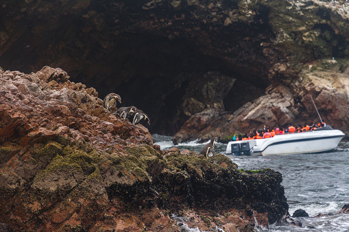 Peru, Paracas, Ballestas Islands. Few penguins on the front, touristic boat on the back. Selective focus.