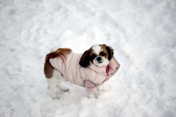 istock Shih Tzu in the snow 639974616