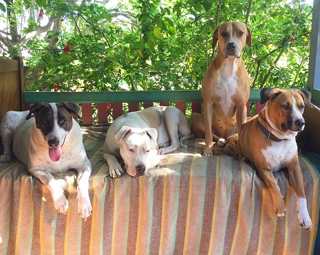 A pack of dogs of all shapes, sizes and colours sit happily together.