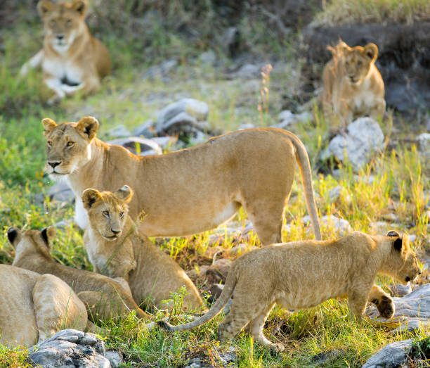 istock Lioness and lion cubs at the sunlight 639977788