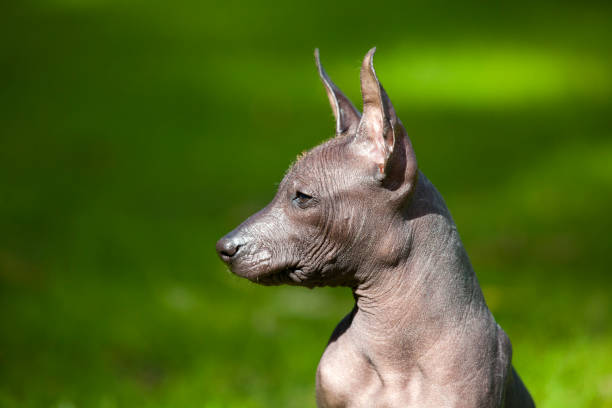 istock Hairless Xoloitzcuintle Puppy Headshot 639978044