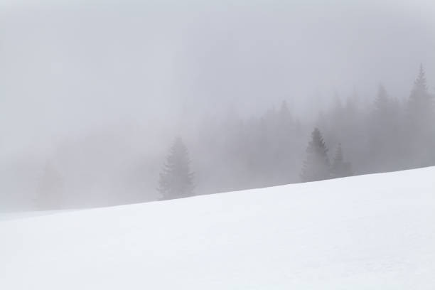 istock coniferous forest in fog and snow 639980450