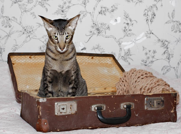 istock Cat sitting in the luggage 639980478