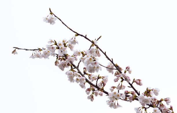istock Cherry blossom in a rainy day. 639980986