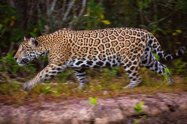 istock Jaguar, Panthera Onca in Pantanal, Mato Grosso, Brazil 639982736
