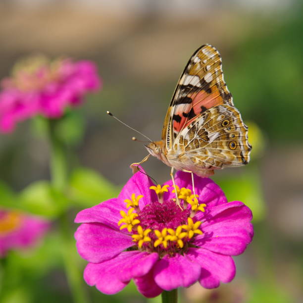 istock Butterfly collects nectar on a flower 639982776