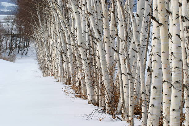 istock Row of white birch Hokkaido, Japan 639984604