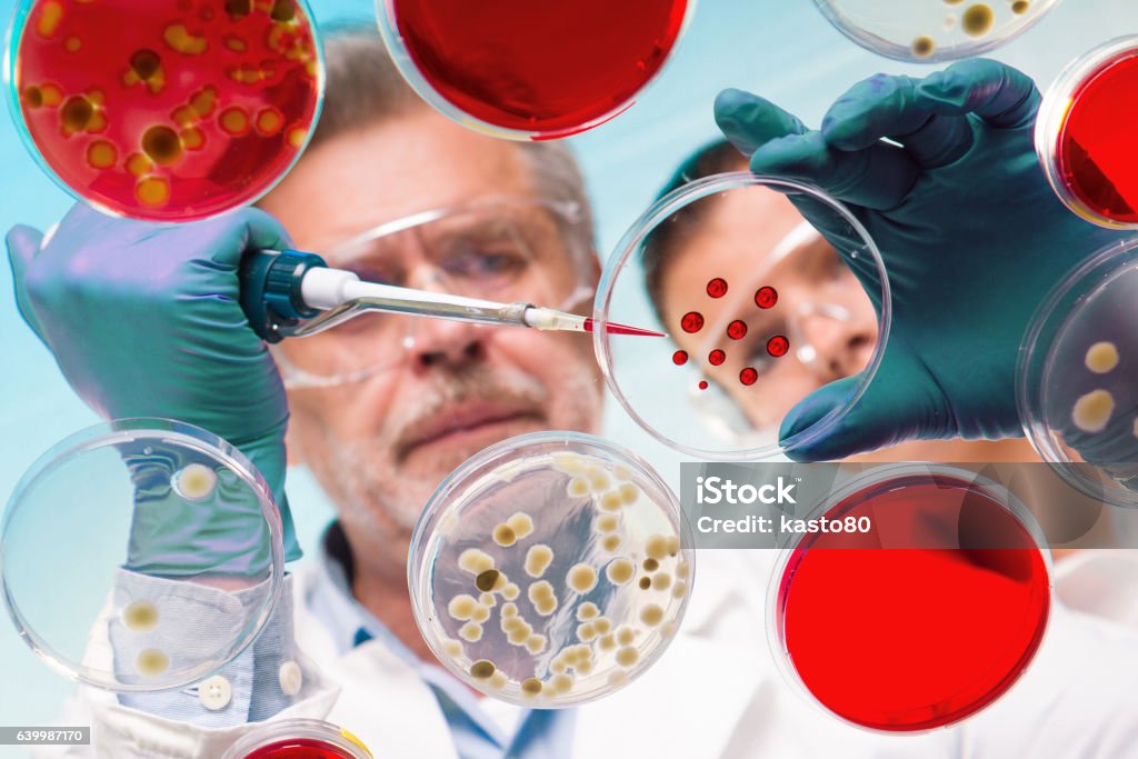 Senior life science researcher grafting bacteria. Focused senior life science professional grafting bacteria in the pettri dishes.  Lens focus on the agar plate. Active Seniors Stock Photo