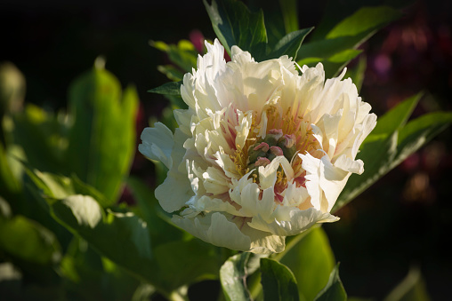 Itoh Peony in bloom