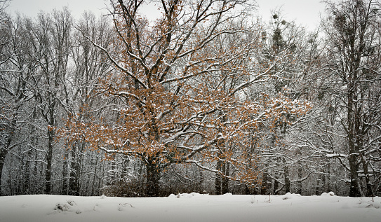 Oak and snowfall