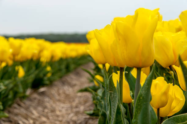istock Yellow tulips against a blue sky 639988282