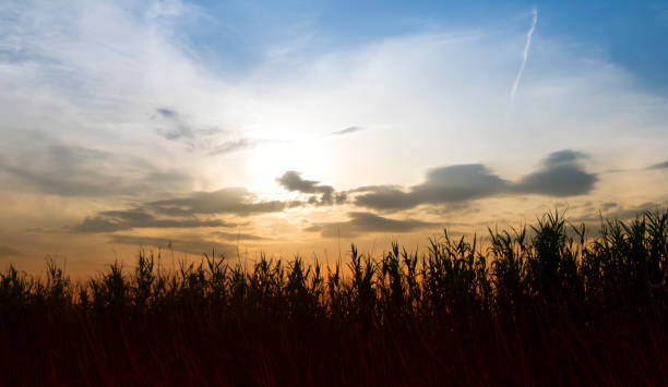 istock rural landscapes 639989118