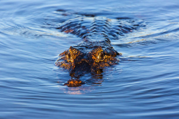 Caiman in Pantanal, Rio Claro, Mato Grosso, Brazil