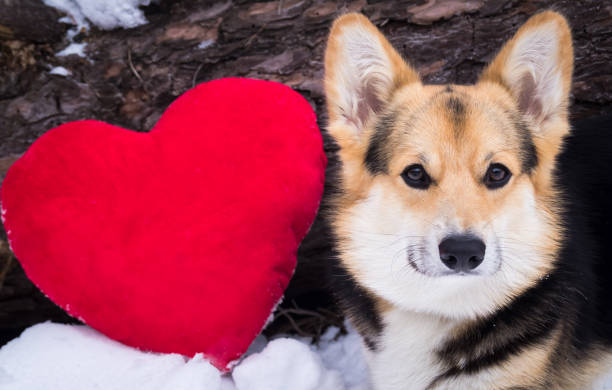 istock Dog with a red heart. Valentine day. 639989848