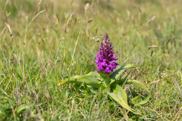 Purple march orchid flower in a grass medow.