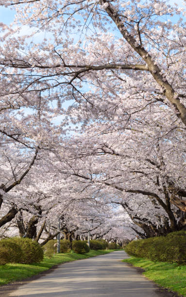 istock cherry blossom tree road and blue sky background 639990982