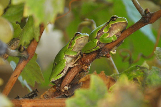 istock European tree frog male on grapevine approaching a female 639991020
