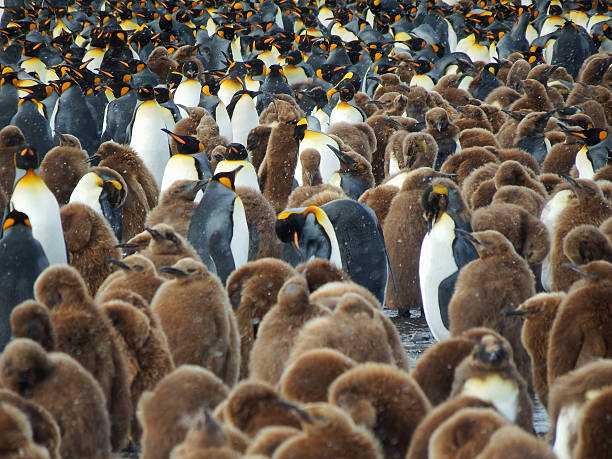 istock king penguin colony, Gold Harbour South Georgia 639994248
