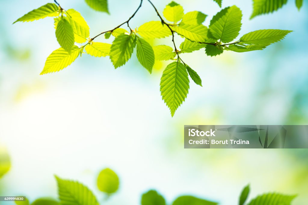 Spring Foliage Spring background with fresh green leaves. Backgrounds Stock Photo